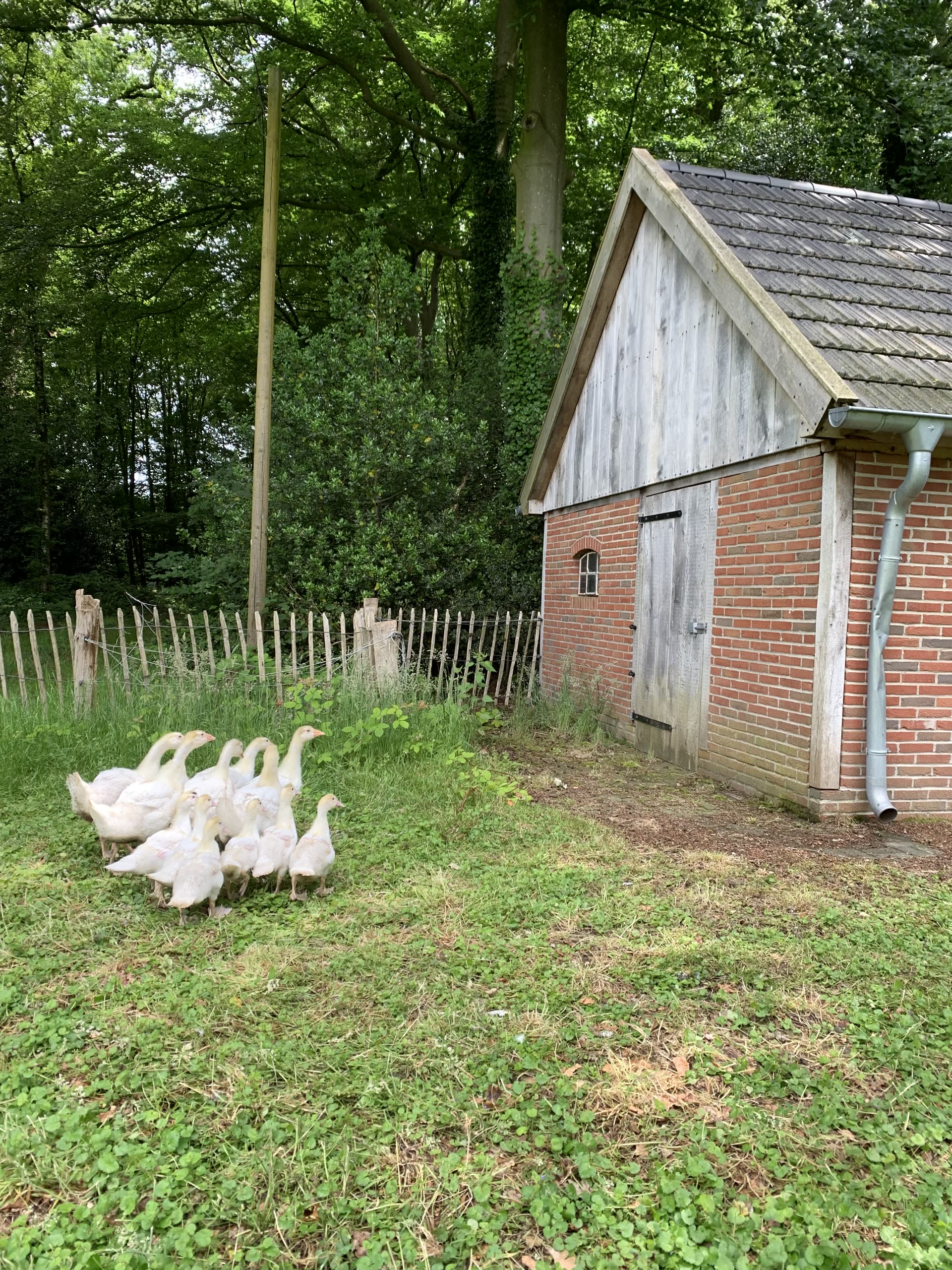 Gänse