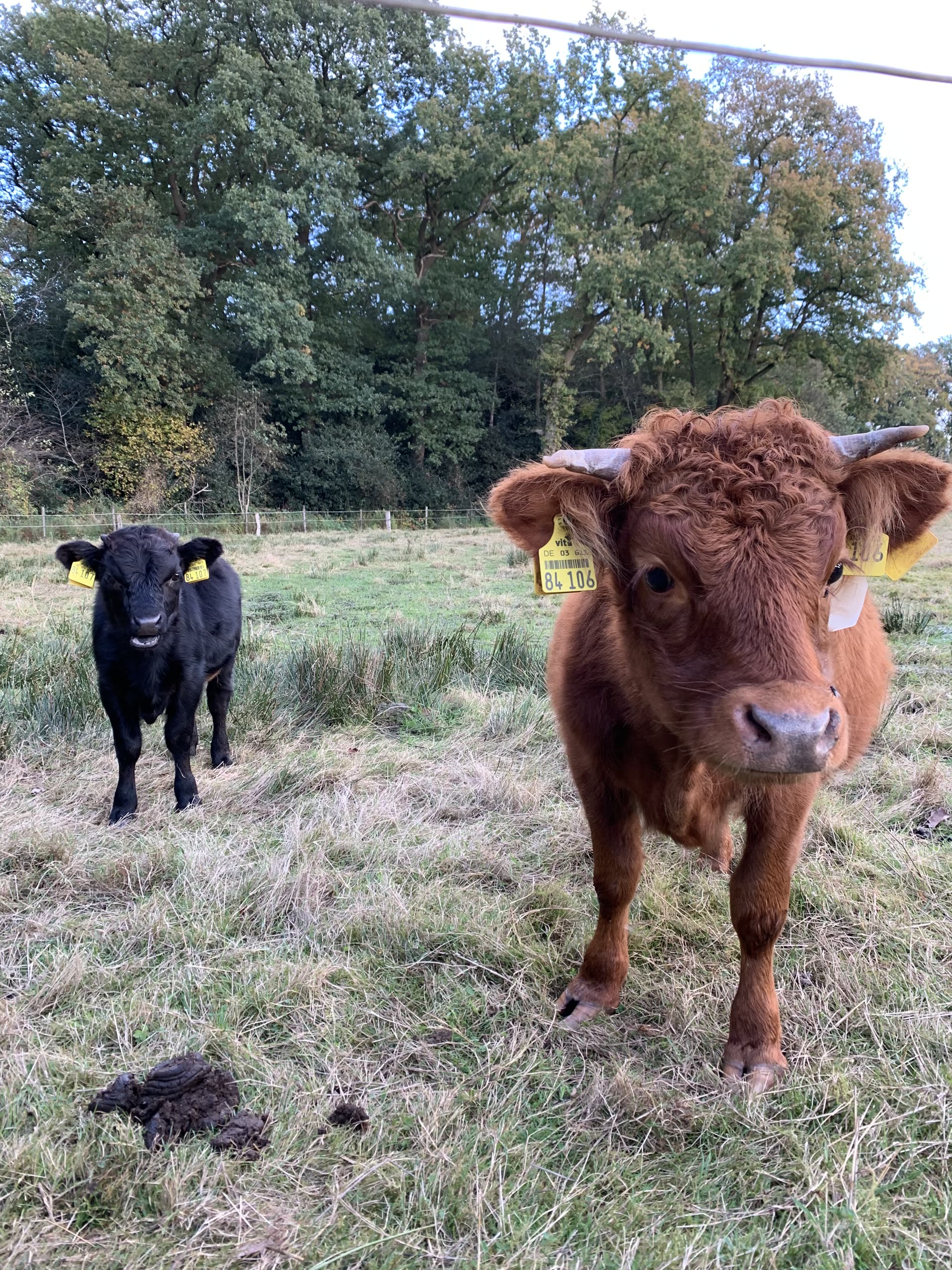 Kühe