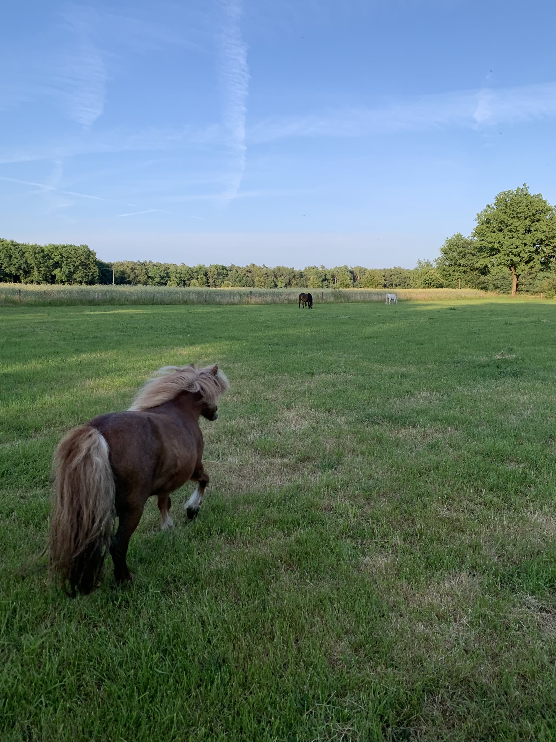Pony