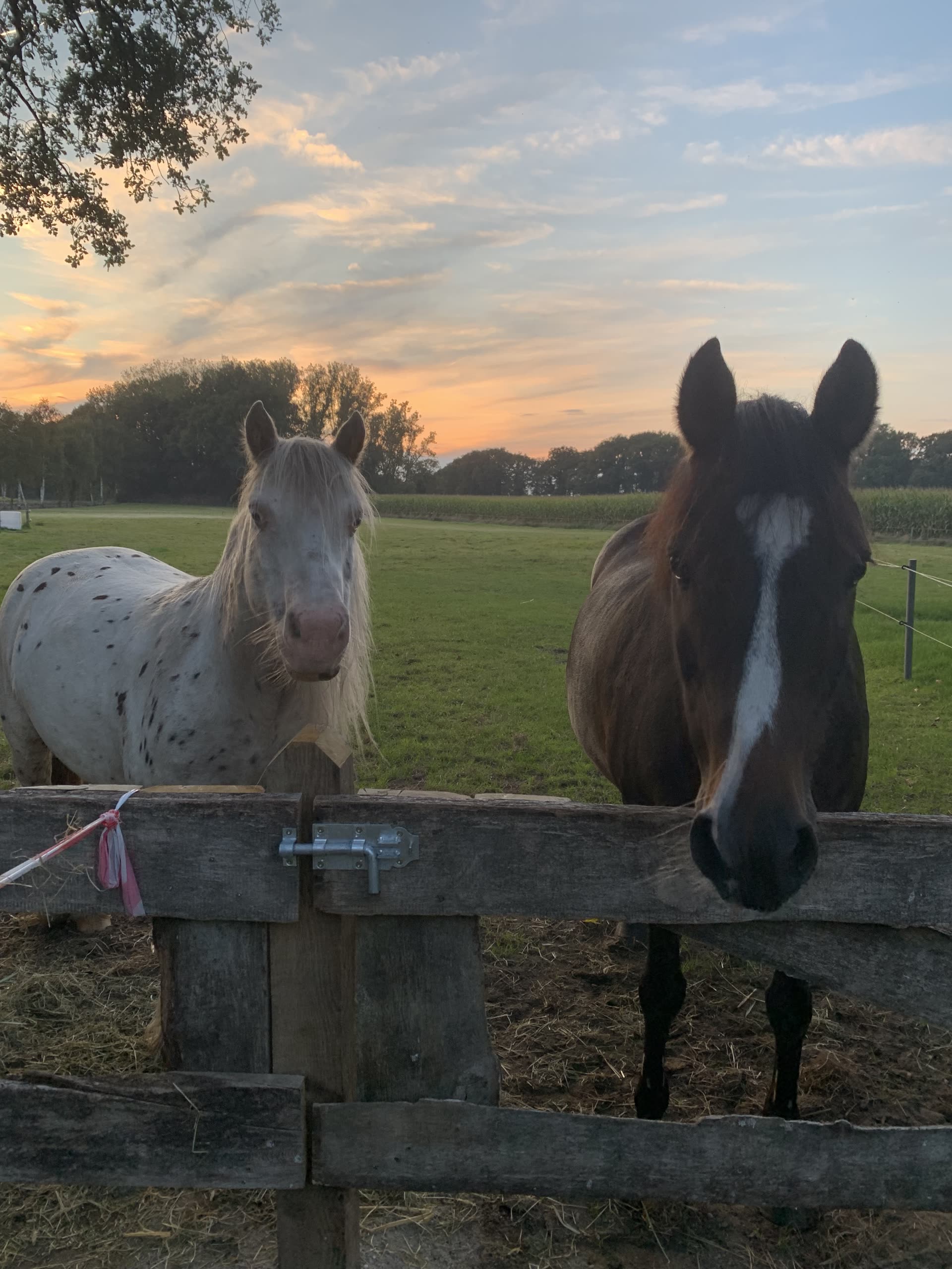 Ponys