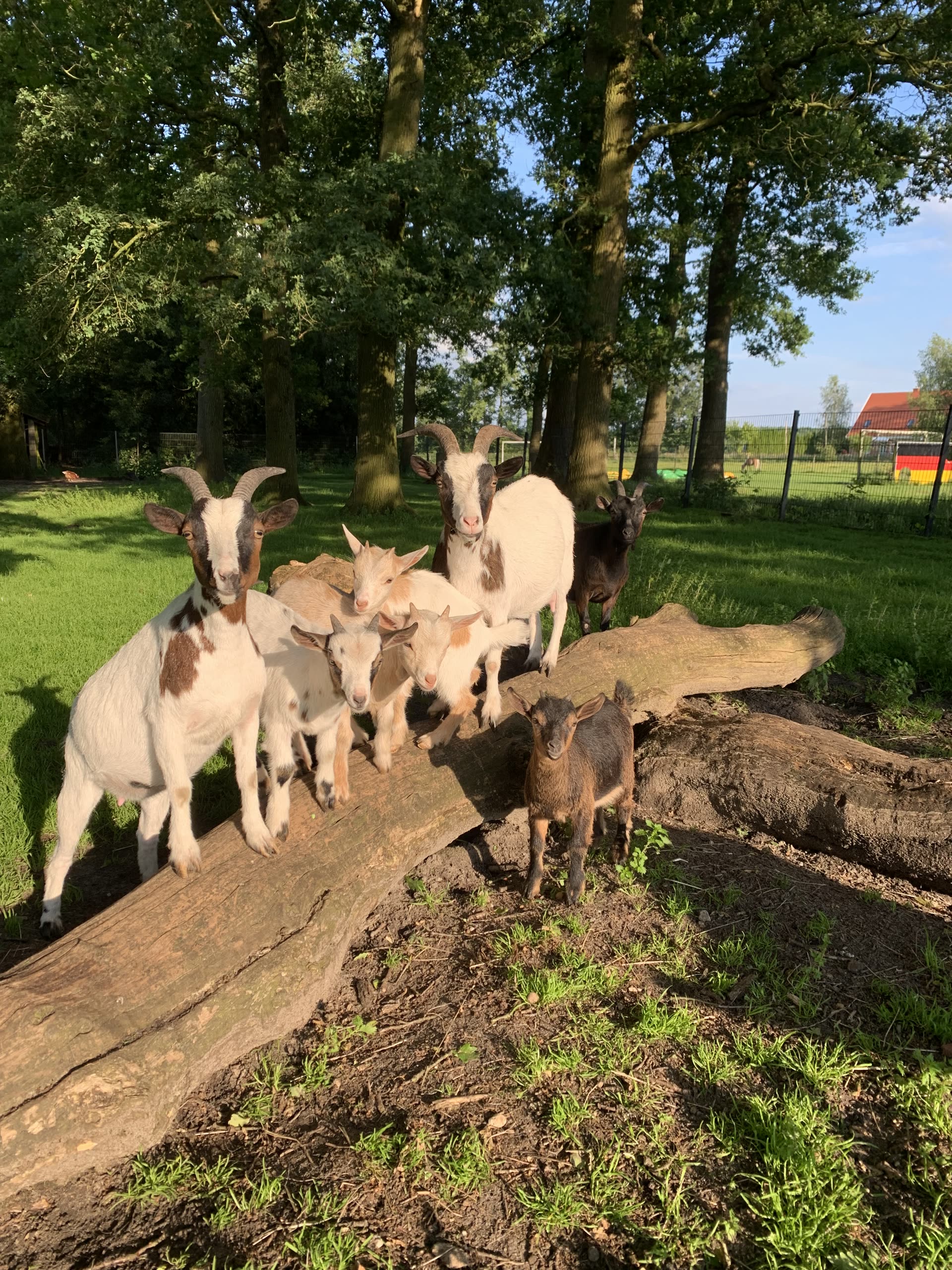 Ziegen
